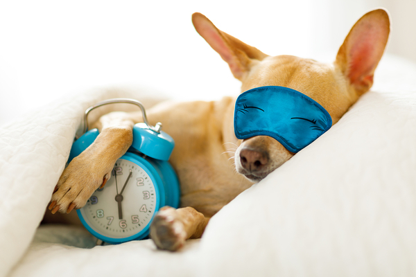 Tan dog wearing blue sleep mask lying in bed next to blue alarm clock