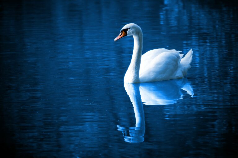 White swan floating on deep blue water with reflection