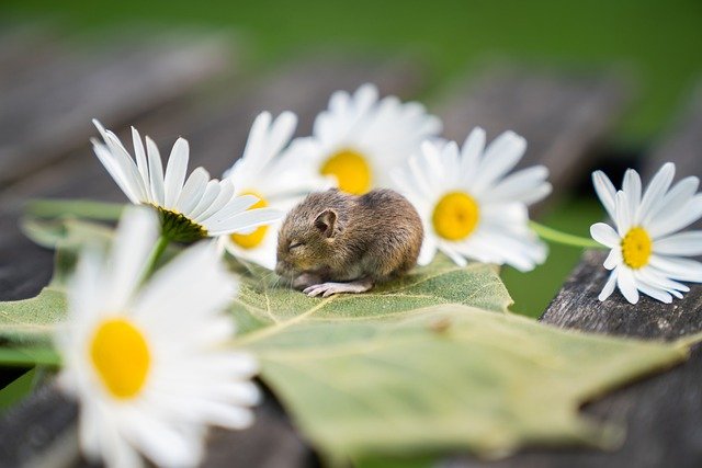 Small rodent sitting on a green leaf surrounded by white and yellow daisies