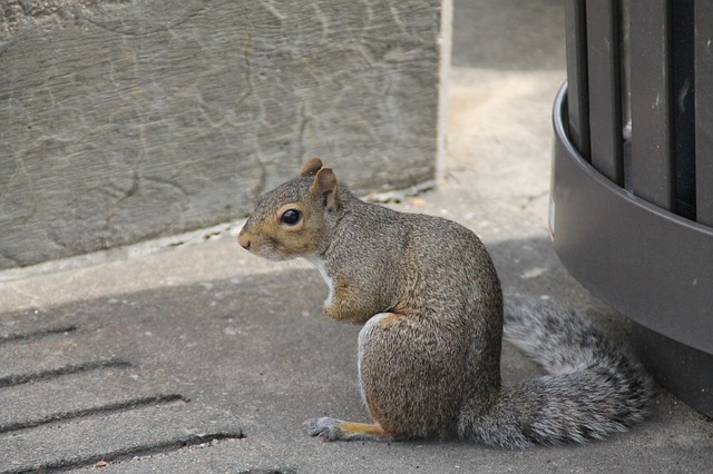 Gray squirrel sitting on pavement near building and metal gutter