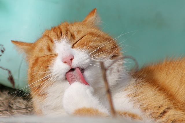 Orange and white cat with tongue out against turquoise background